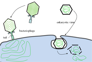 virus
